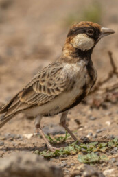 best-birding-tour-in-east-africa