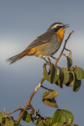 birding-photo-tours-in-africa