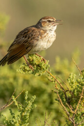 birding-tours-in-kenya