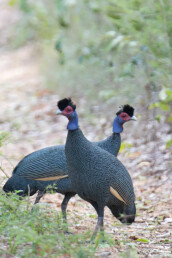 Crested-Guineafowl-in-Kenya