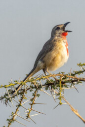 east-african-birding-tours