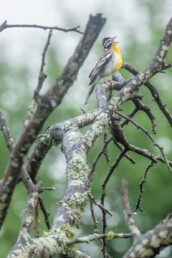 east-african-birding