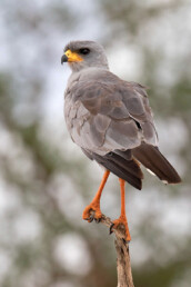 eastern-pale-chanting-goshawk-in-kenya