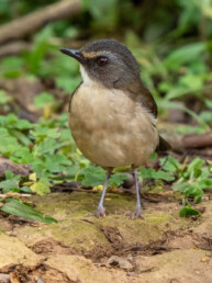 endemic-birding-tours-east-africa