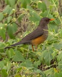 endemic-birding-tours-in-africa