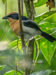 forest-birding-in-Kakamega-kenya