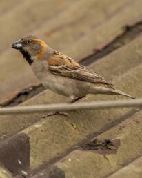 kenya-endemic-birding-tours