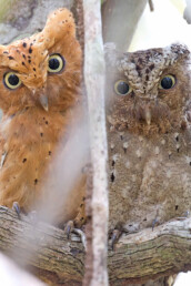 Sokoke-scops-owl-in-Malindi