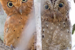 Sokoke-scops-owl-in-Malindi