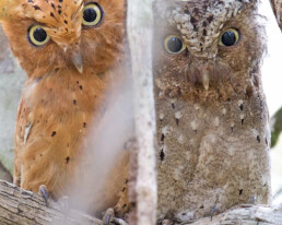 Sokoke-scops-owl-in-Malindi