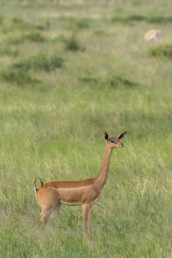 special-mammals-in-kenya