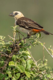 target-birding-in-east-africa