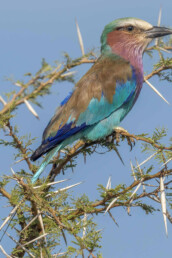 top-birding-tours-in-east-africa