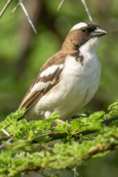 tropical-birding-tours-in-africa