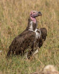 wildlife-safari-in-kenya-tours